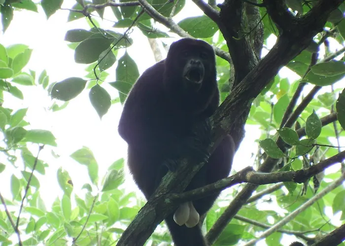 Selva Color - Forest & Beach Ecolodge