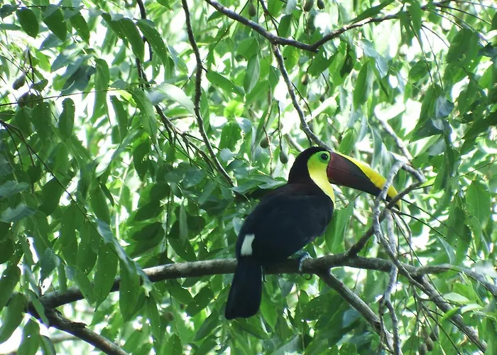 Selva Color - Forest & Beach Ecolodge