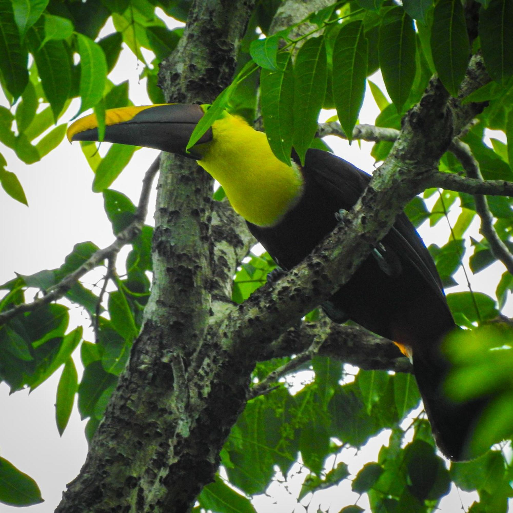 Lodge Selva Color - Forest & Quebrada Ganado