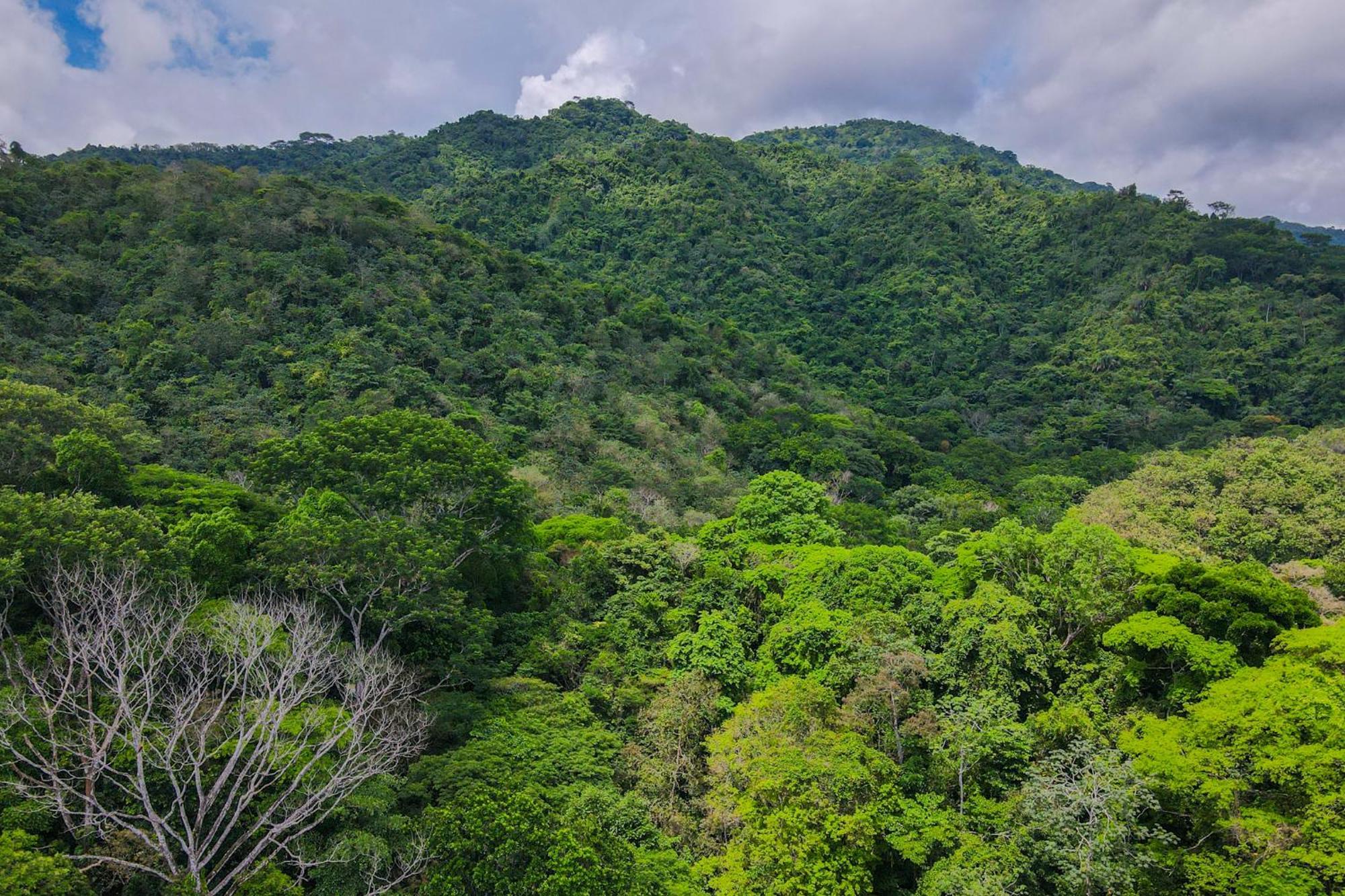 Selva Color - Forest &